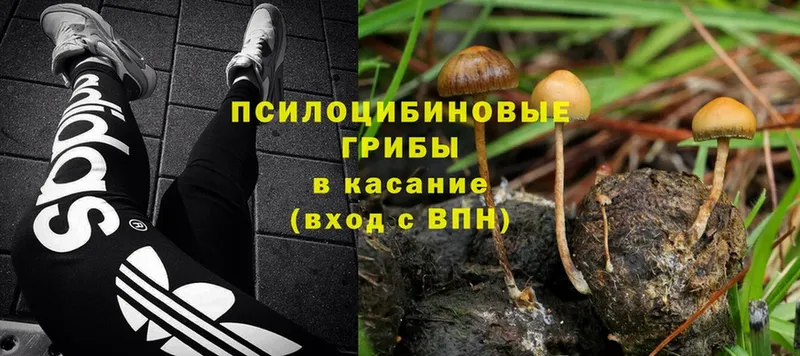 продажа наркотиков  Злынка  Галлюциногенные грибы MAGIC MUSHROOMS 